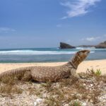 Komodo dragon berjemur di pantai kawasan Taman Nasional Komodo dengan latar laut biru
