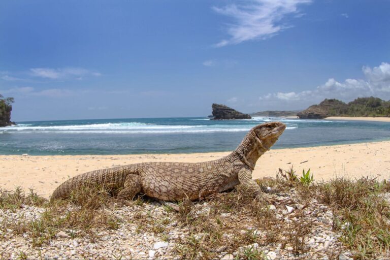 Komodo dragon berjemur di pantai kawasan Taman Nasional Komodo dengan latar laut biru